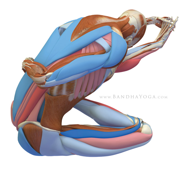 <strong>Ardha-Baddha-Padma-Paschimottasana</strong> - This image is from 'The Key Poses of Yoga' book. Showing the musles that are stretching in pink and those that are contracting in blue.